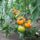 Томат Єллоу Пешен F1