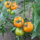 Томат Єллоу Пешен F1