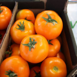 Еллоу Пешен F1 семена томата индет. раннего 100 дн. окр.-прип. 220-260 гр. оранж. (Spark Seeds)