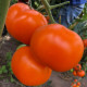 Еллоу Пешен F1 семена томата индет. раннего 100 дн. окр.-прип. 220-260 гр. оранж. (Spark Seeds)