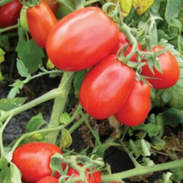 8504 F1 семена томата дет. (Heinz/Lark Seeds)