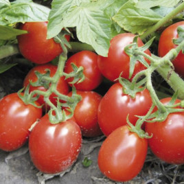 Рио Гранде семена томата дет. (Lark Seeds)