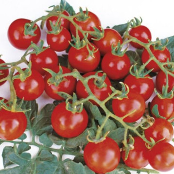 Старскрим F1 семена томата дет. черри (Lark Seeds)