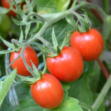 Френзи F1 семена томата дет. черри (Lark Seeds)