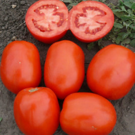 1510 F1 семена томата дет. раннего 100 дн. слив. 160-180 гр. красный (Spark Seeds)