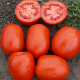 1510 F1 семена томата дет. раннего слив. 160-180 гр. (Lark Seeds)