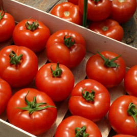 Клад F1 семена томата индет. раннего 95 дн. 180-200 гр. (Lark Seeds)