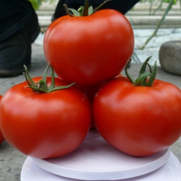 Прайд F1 семена томата индет. раннего 100 дн. 200-250 гр. (Lark Seeds)