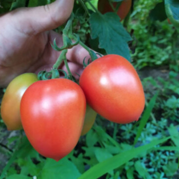 Эльза F1 семена томата индет. раннего 100 дн. 140 гр. (Lark Seeds)