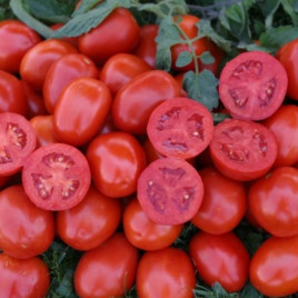 1311 F1 семена томата дет. среднего слив. 85-95гр (Lark Seeds)
