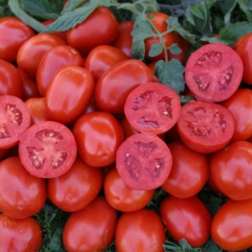 1311 F1 насіння томата дет. середнього злив. 85-95гр (Lark Seeds)