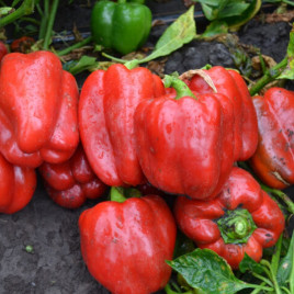 1601 F1 семена перца сладкого тип Блочный раннего корот.куб. 65дн. 220-280гр. красн. (Lark Seeds)