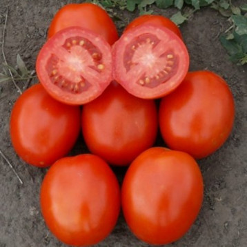 1807 F1 семена томата дет. среднераннего (Lark Seeds)