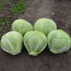 Баланс F1 насіння капусти б/г пізньої 115-120 дн. 2-3 кг окр. (Spark Seeds)