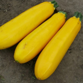 Голдстик F1 насіння цукіні раннього 45 дн. жовтий. (Lark Seeds)
