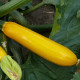 Голдстик F1 насіння цукіні раннього 45 дн. жовтий. (Lark Seeds)