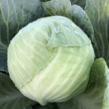 Фанси F1 семена капусты б/к средней 85 дн. 3-4 кг окр. (Spark Seeds)