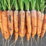 Морква 1932 F1 (1,8-2)