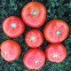 1503 F1 семена томата дет. раннего 100 дн. окр.-прип. 180-220 гр. красный (Spark Seeds)