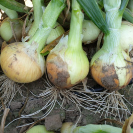 Цибуля ріпчаста озима Кейс F1