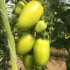 Томат Ремембе F1