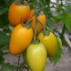 Ремембе F1 семена томата индет. раннего 95 дн. слив. 100-140 гр. оранж. (Spark Seeds)