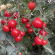 Денвер F1 насіння томату індет. чері раннього 90-95 дн. окр. 20-25 гр. червоний (Spark Seeds)