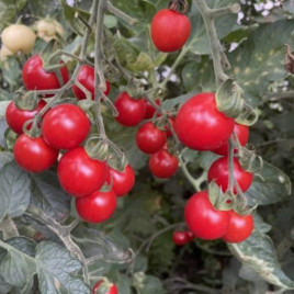 Денвер F1 насіння томату індет. чері раннього 90-95 дн. окр. 20-25 гр. червоний (Spark Seeds)