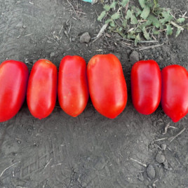Драй F1 насіння томату дет. раннього 95-100 дн. слив. 120-140 гр. червоний (Spark Seeds)