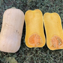 Баррель F1 (Барел F1) семена тыквы тип Баттернат ранней 95 дн. 1,5-1,8 кг (Spark Seeds)