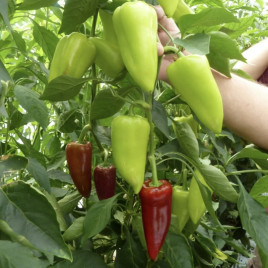 Перець солодкий Троян F1