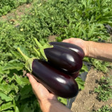 48-16 F1 насіння баклажана раннього 60-65 дн. 550 гр. (LibraSeeds)