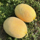 М-21 F1 семена дыни тип Ананас ранней 65-70 дн. 4-6 кг овал. оран./бел. (Libra agro)