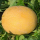Селена F1 (М-21 F1) семена дыни тип Ананас ранней 65-70 дн. 4-6 кг овал. оран./бел. (LibraSeeds)