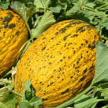 Аріана F1 насіння дині тип Жовта канарська/Кишлик ранньої 68-72 дн. 4-5 кг овал. жовт./крем. (LibraSeeds)