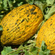 Ариана F1 семена дыни тип Желтая канарская/Кишлык ранней 68-72 дн. 4-5 кг овал. жел./крем. (LibraSeeds)