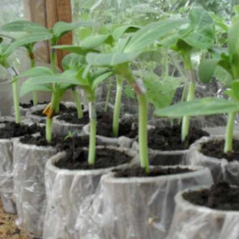 Глория F1 семена подвоя для дыни и арбуза (LibraSeeds)