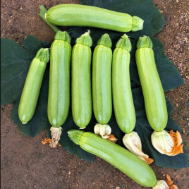 Мейтон F1 семена кабачка раннего 42-45 дн. 300-400 гр. 21 см светло-зеленого (LibraSeeds)