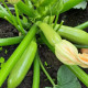 Мейтон F1 семена кабачка раннего 42-45 дн. 300-400 гр. 21 см светло-зеленого (LibraSeeds)