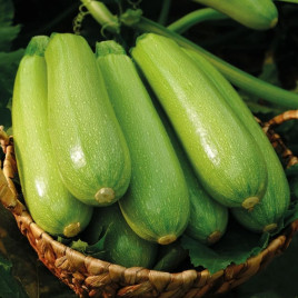 Родан F1 насіння кабачка раннього 50-55 дн. 300-400 гр. 20 см світло-зеленого (LibraSeeds)
