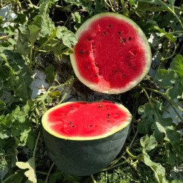 Санрей F1 семена арбуза тип Шуга Беби раннего 63-68 дн. 10-12 кг окр. (LibraSeeds)