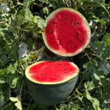 Санрей F1 насіння кавуна тип Шуга Бебі раннього 63-68 дн. 10-12 кг окр. (LibraSeeds)