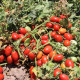 Ханна F1 насіння томату дет. раннього 95-100 дн. слив. 130-150 гр. червоний (Innova Seeds)