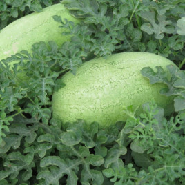 ИНХ 1739 F1 (INX 1739 F1) семена арбуза тип Чарльстон Грей раннего 60-65 дн. 12-14 кг окр. (Innova Seeds)