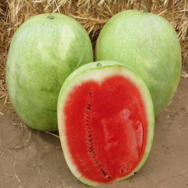 ІНХ 1807 F1 (INX 1807 F1) насіння кавуна тип Чарльстон Грей середньораннього 65-70 дн. 14-16 кг (Innova Seeds)