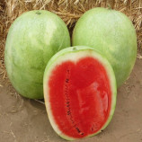 ИНХ 1807 F1 (INX 1807 F1) семена арбуза тип Чарльстон Грей среднераннего 65-70 дн. 14-16 кг (Innova Seeds)