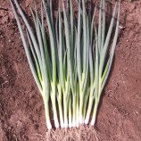 Савел семена лука на перо раннего 65-75 дн. (Hazera)