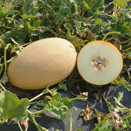 Ребекка F1 насіння дині тип Ананас средньої 67-71 дн 35-6 кг овал пом/крем (Hazera)