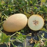 Ребекка F1 семена дыни тип Ананас средней 67-71 дн. 3,5-6 кг овал. оран./крем. (Hazera)