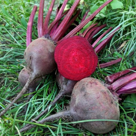 Буряк Детройт